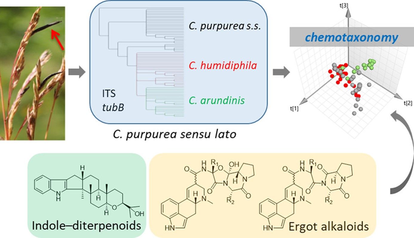 By Silvio Uhlig, Oscar Daniel RangelHuerta, Hege H. Divon, Elin Rolén