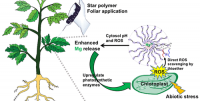 Star Polymers with Designed Reactive Oxygen Species Scavenging and Agent Delivery Functionality Promote Plant Stress Tolerance