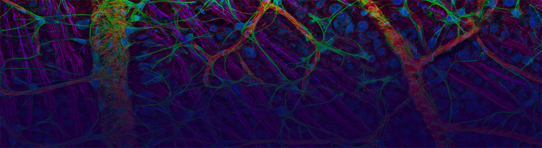 Abstract digital illustration of biomedical imaging