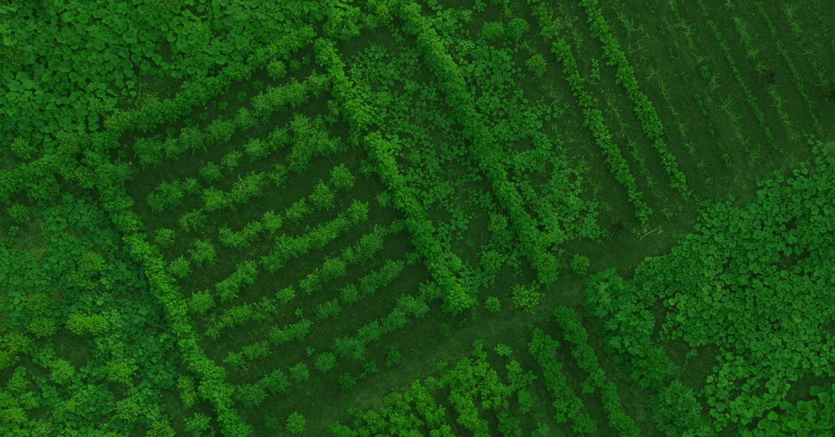 Aerial view of lush green farmland, featuring neatly arranged rows of crops and thick vegetation.