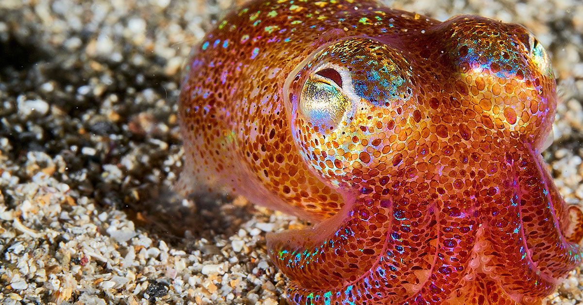a bobtail squid