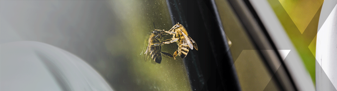 A bee resting on the window of a white car