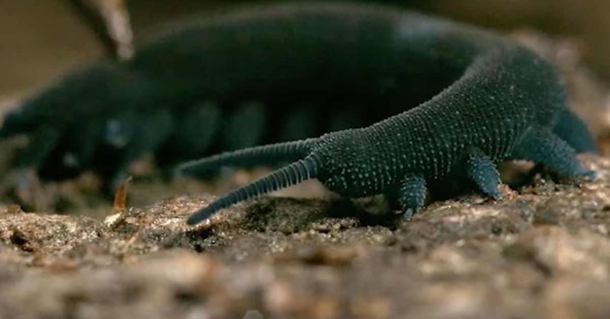A velvet worm crawling on the ground.