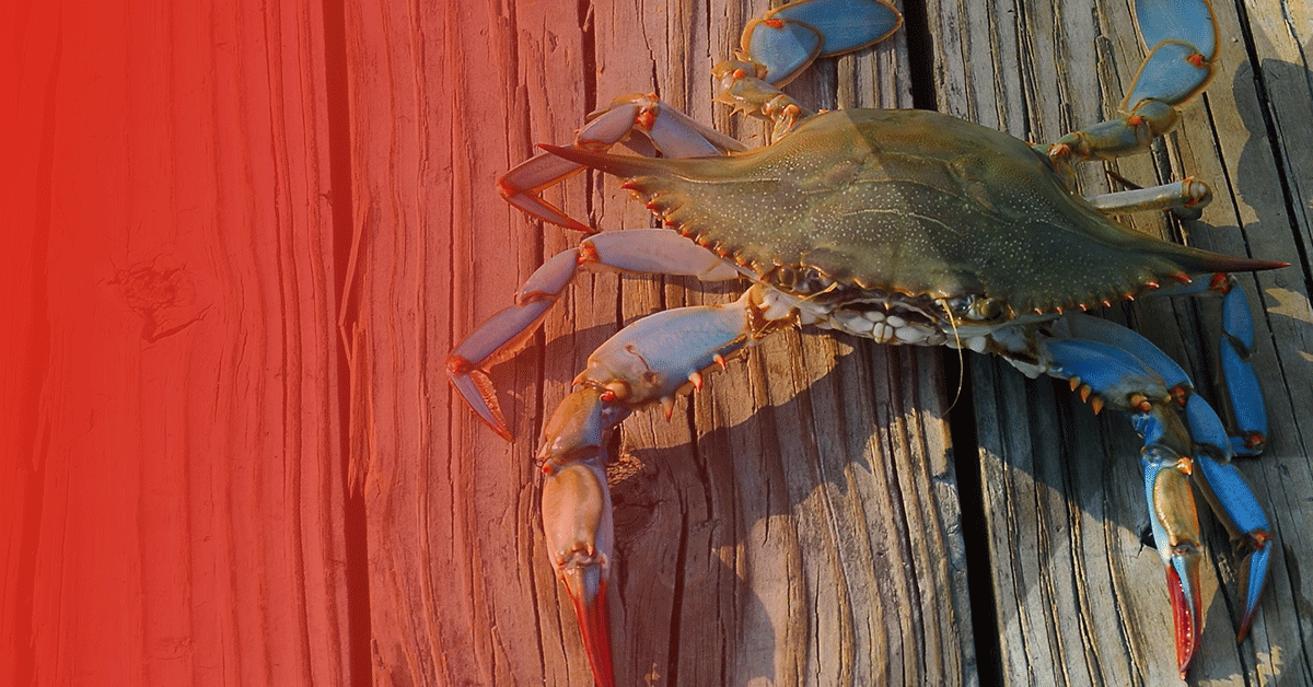 maryland blue crab on a deck