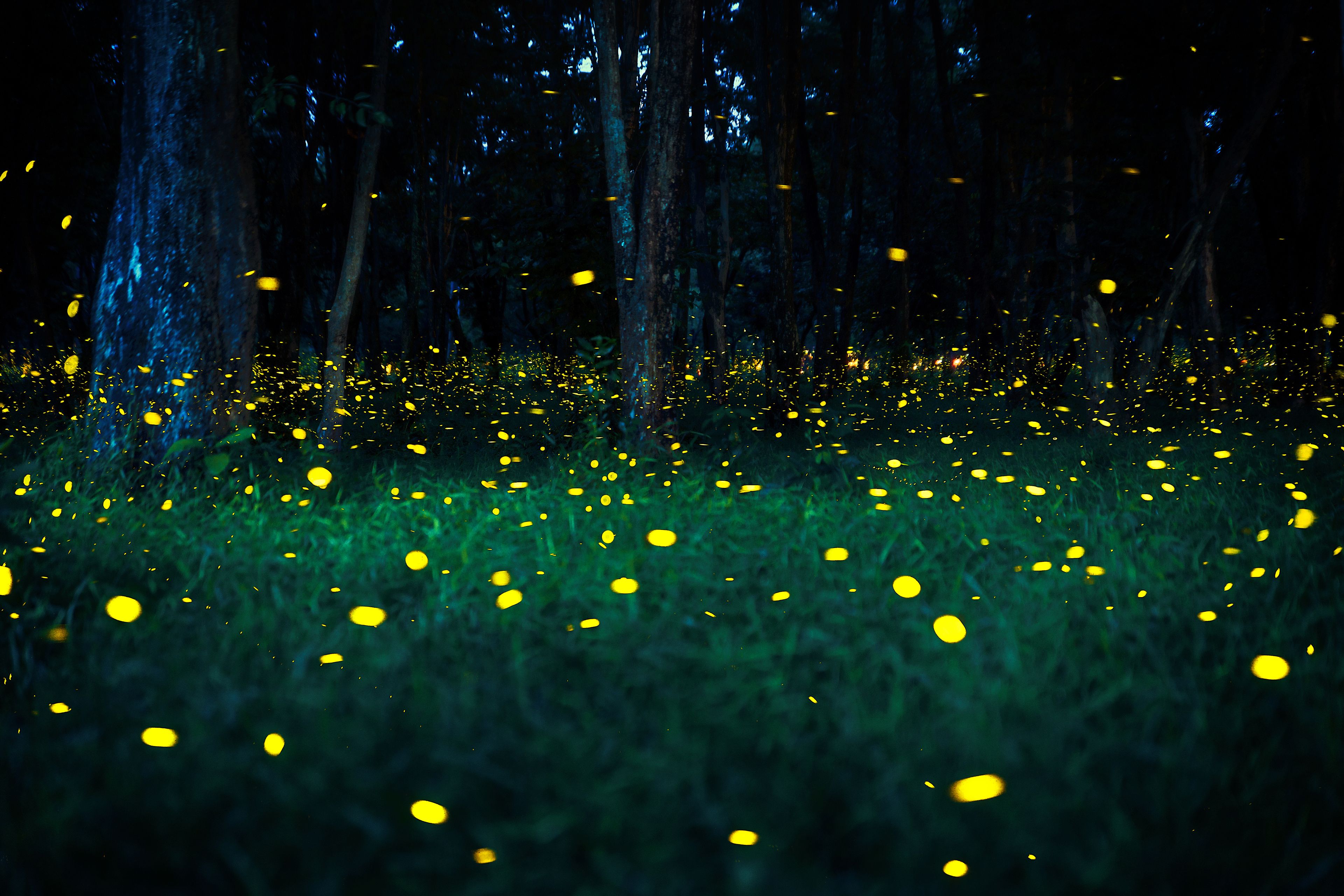 Field of fireflies at night