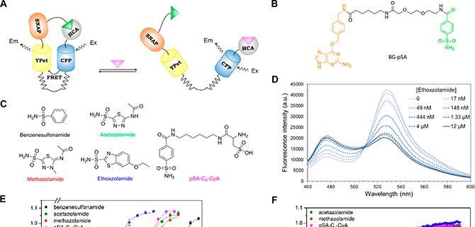 Acs Editors Choice A New Approach To Evaluating Cellular Drug Uptake And More Acs