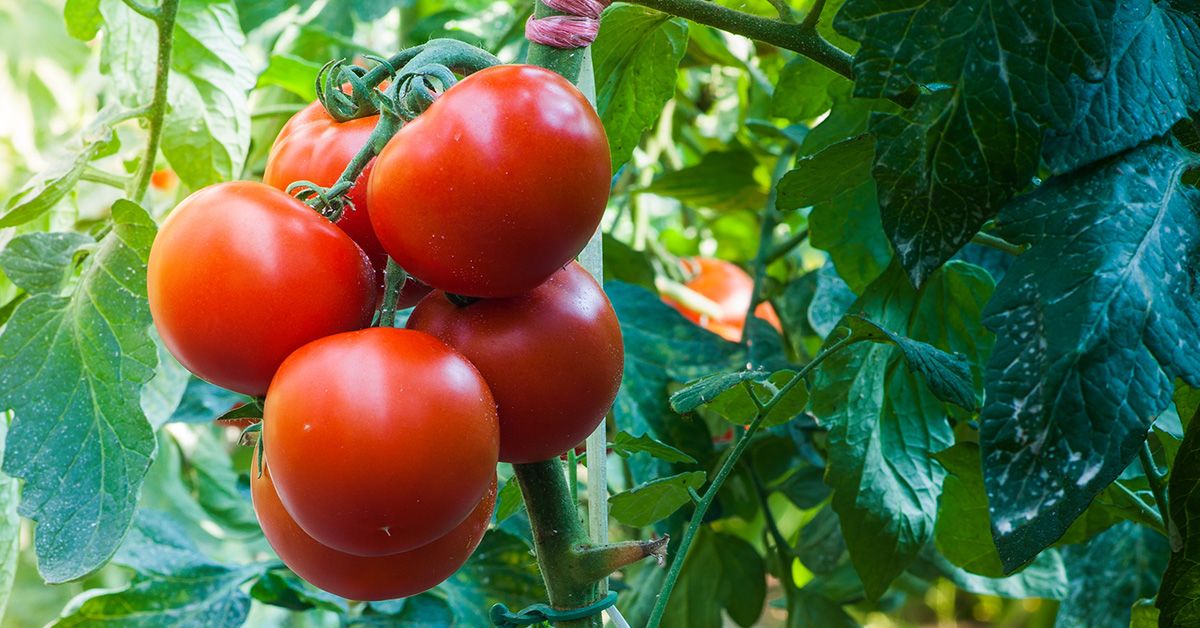 Meredith Rountree New Watering Practices for Healthier Tomatoes