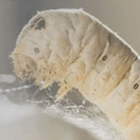 Close-up of a silkworm