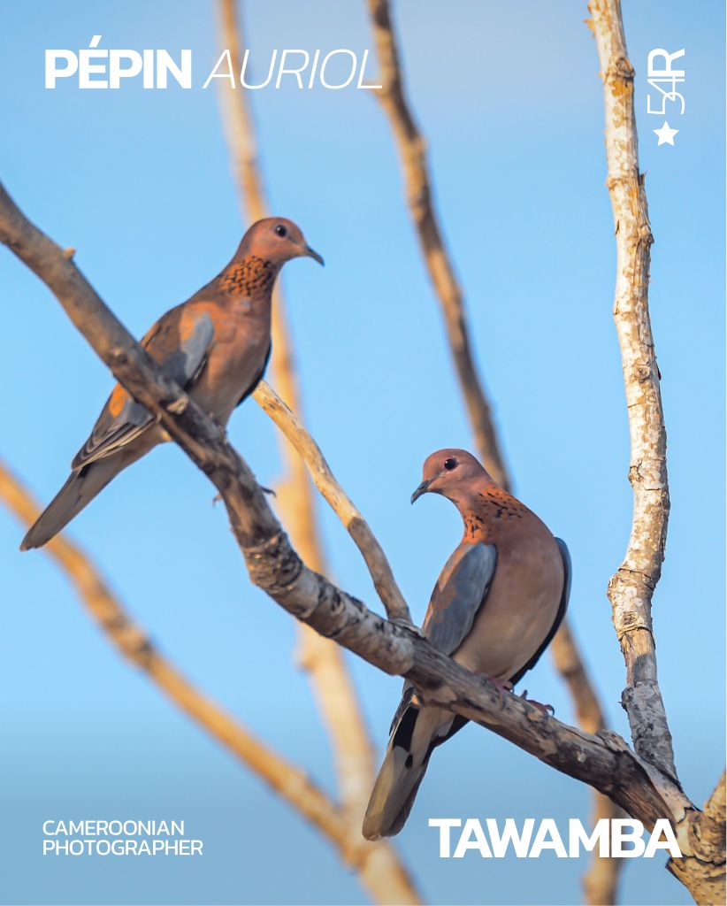 Pépin Auriol Tawamba: Cameroonian conservation and documentary photographer documenting the intersection of biodiversity and culture | 54Ruum Spotlight