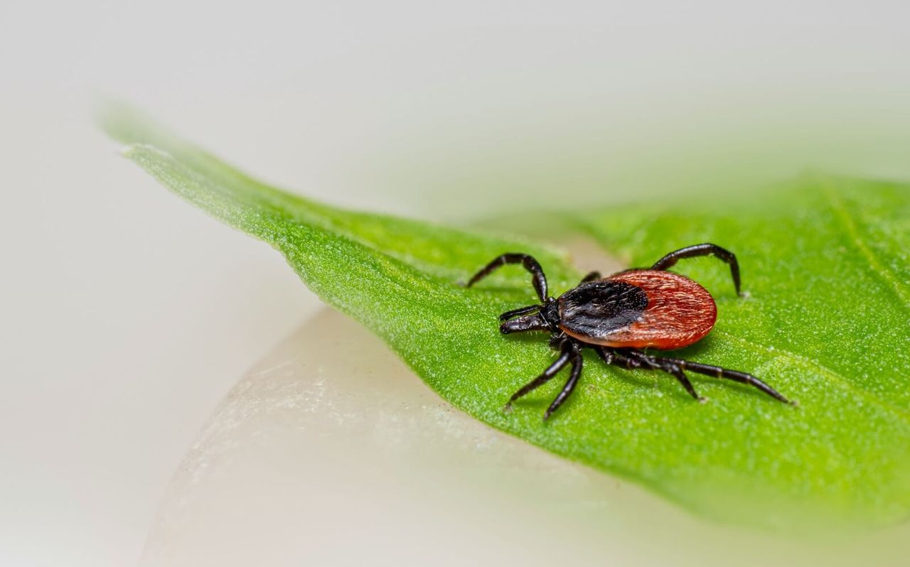 A tick crawling on a leaf