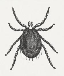 Illustration for “Lyme Awareness Month”