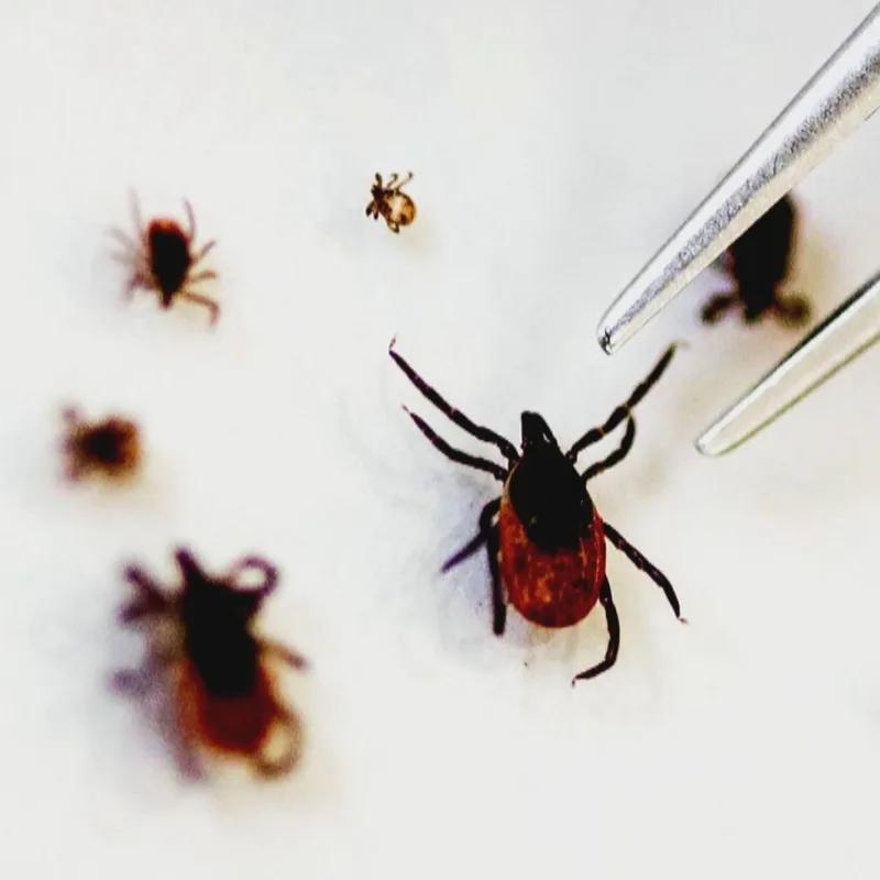 Illustration for “Summer Lyme Prevention”