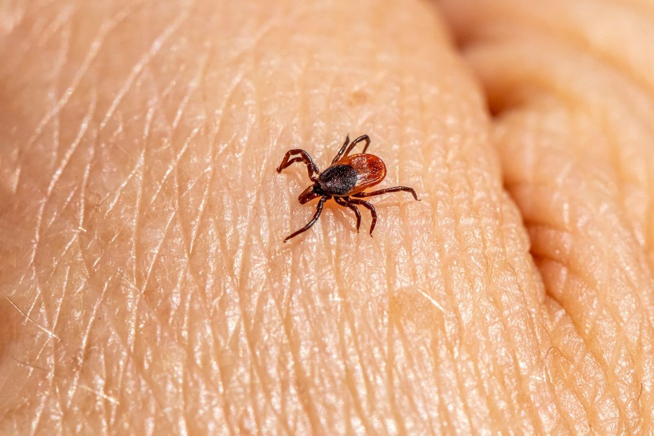 A tick leaving behind a tick-borne illness on a person's body.
