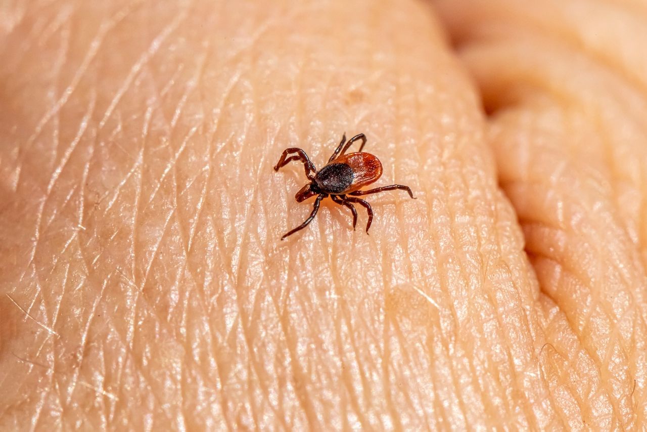 A tick leaving behind a tick-borne illness on a person's body.