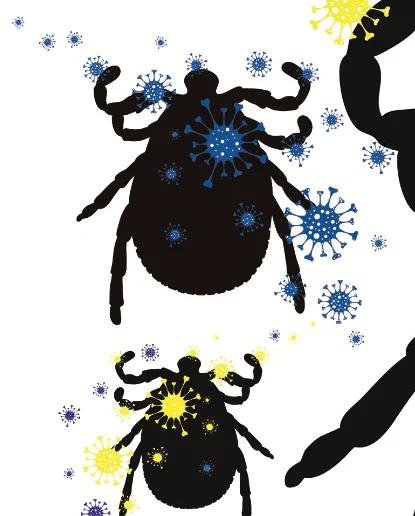 Illustration for “LYME / AUTOIMMUNE Disease and COVID.”