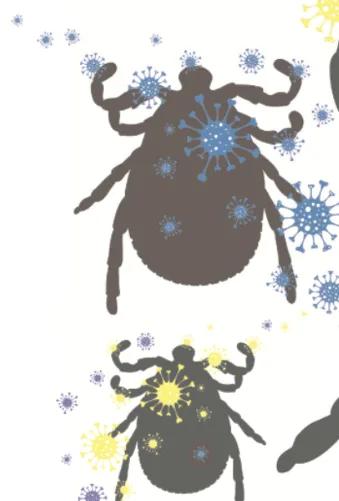 Cover image for “LYME / AUTOIMMUNE Disease and COVID.”