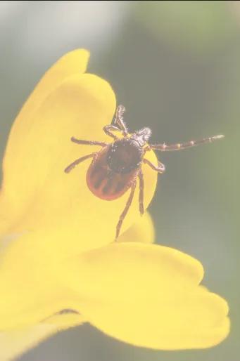 Cover image for “Prevent Ticks in Your Yard!”
