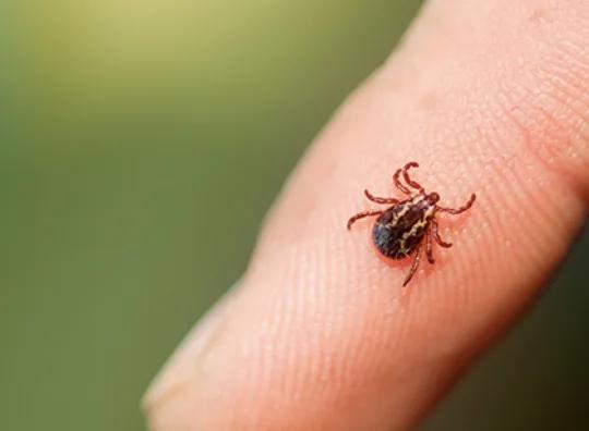 Illustration for “Acute VS. Chronic Lyme Disease”