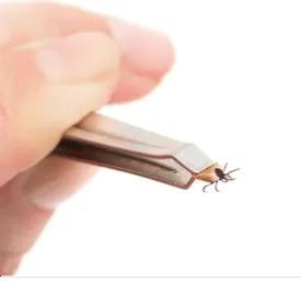 Illustration for “Tick Bite 101”