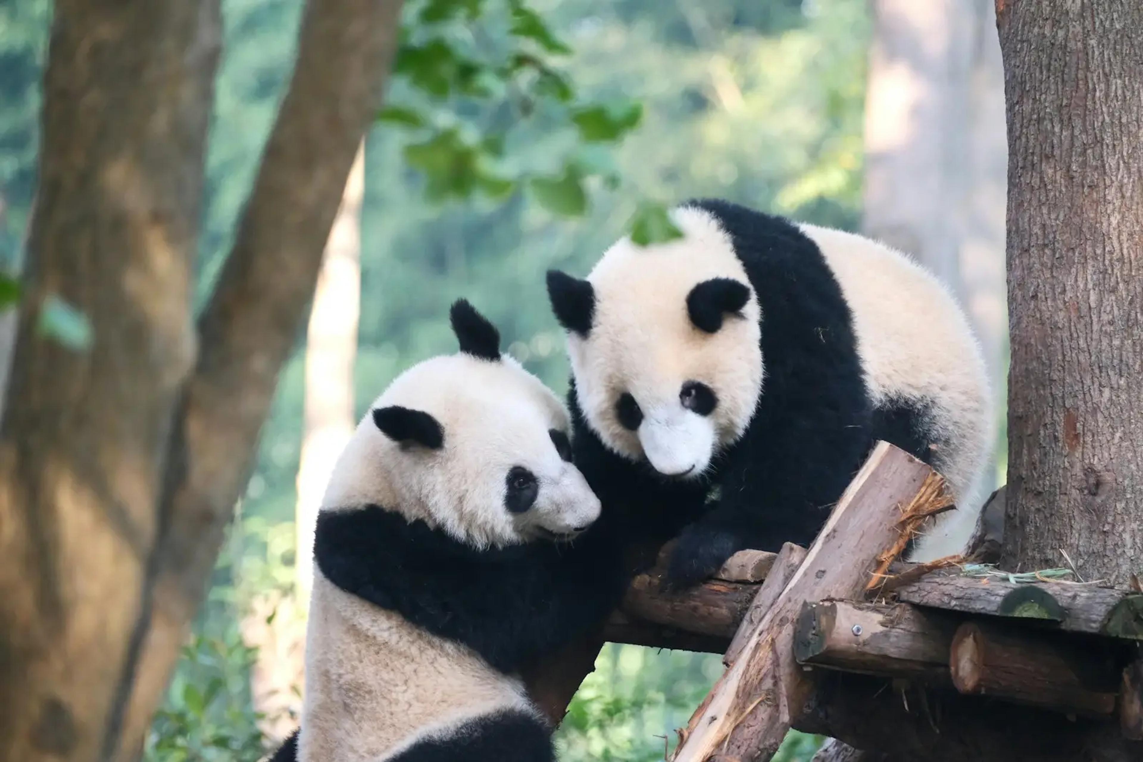 Panda di Chengdu Panda Base