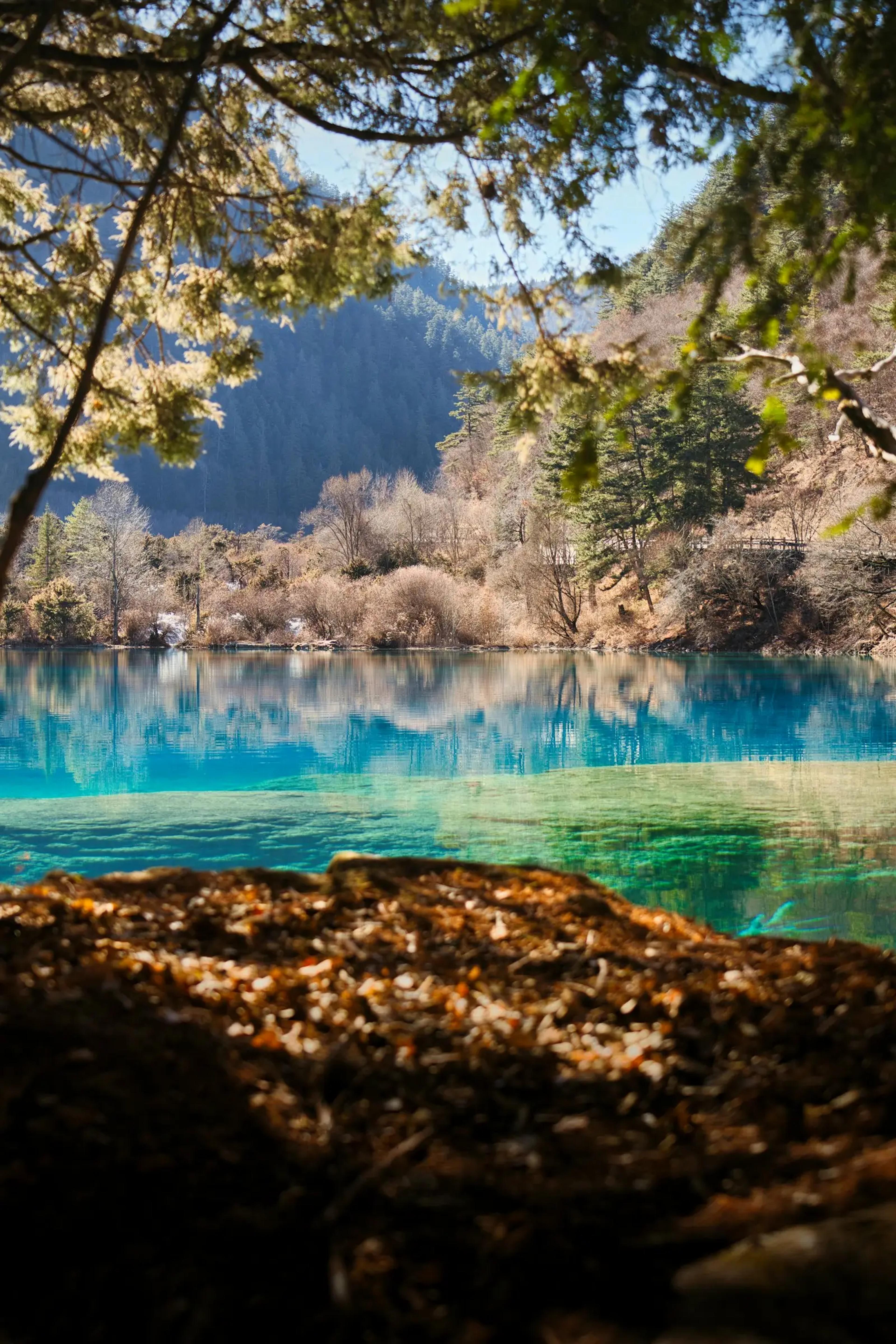 Danau biru jernih dikelilingi hutan di Jiuzhaigou