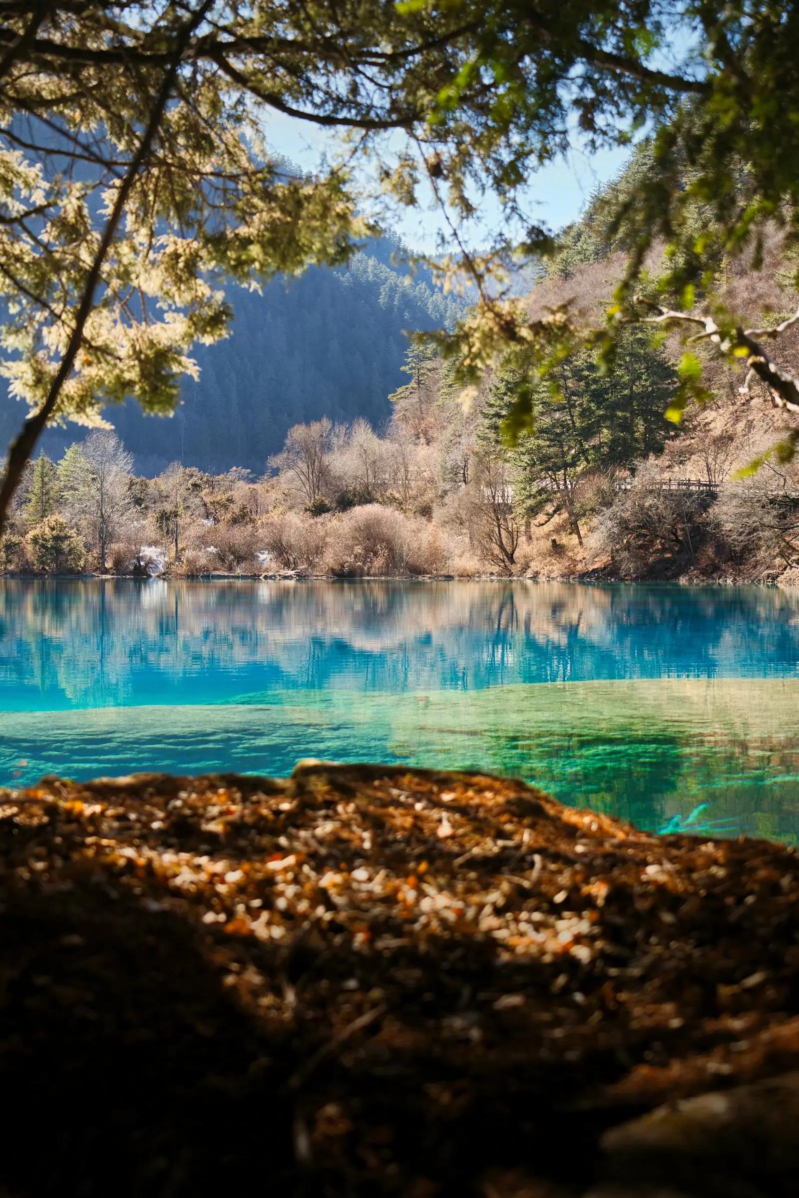 Danau biru jernih dikelilingi hutan di Jiuzhaigou