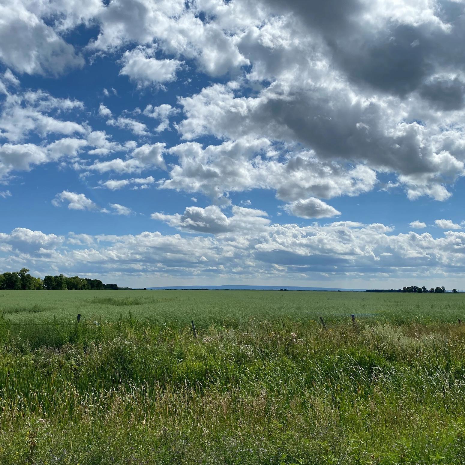 eine wiese in manitoba