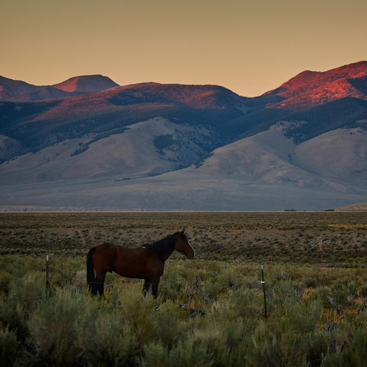 Pferd in Idaho