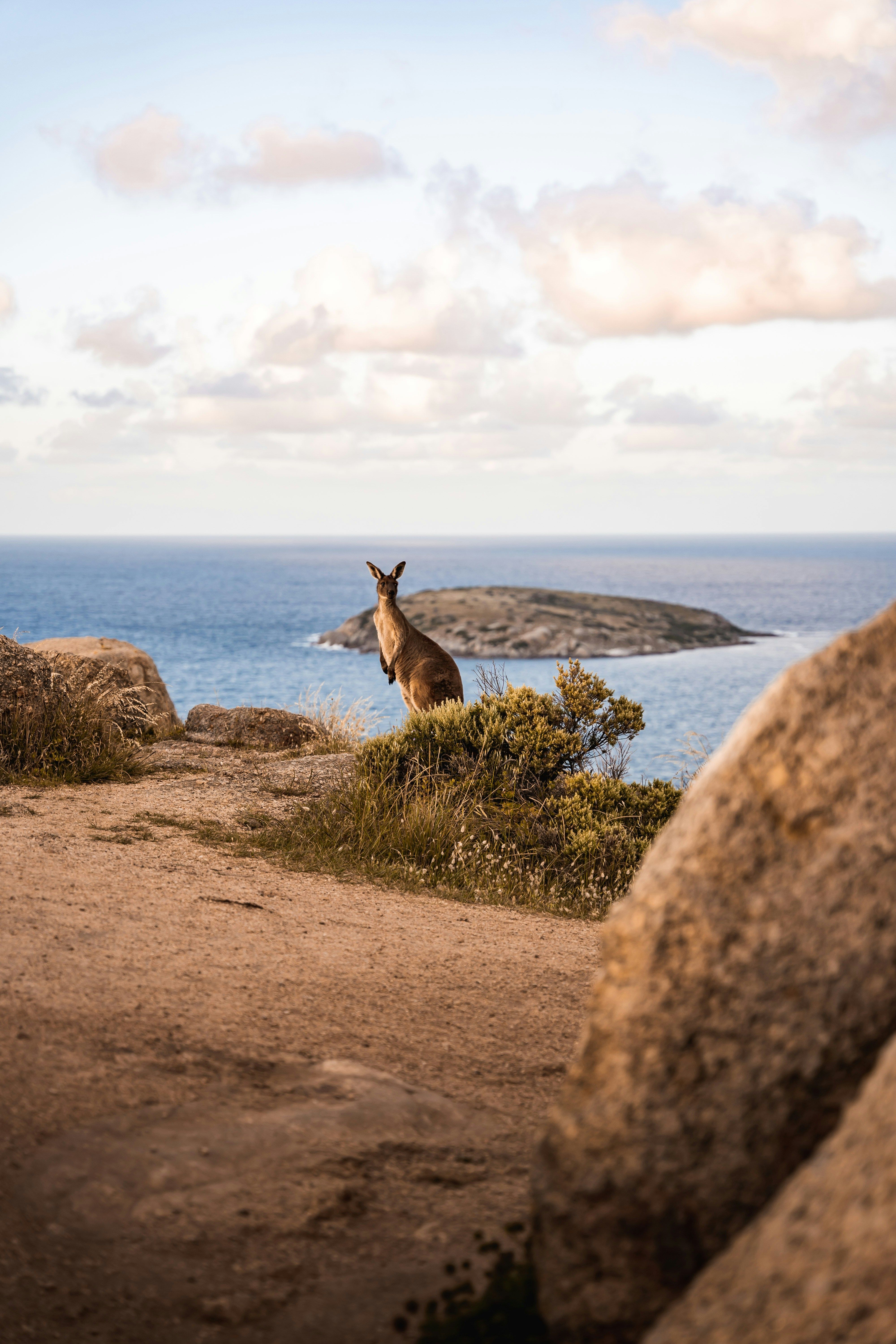 Ein Känguru in der Natur nahe Adelaide, Südaustralien