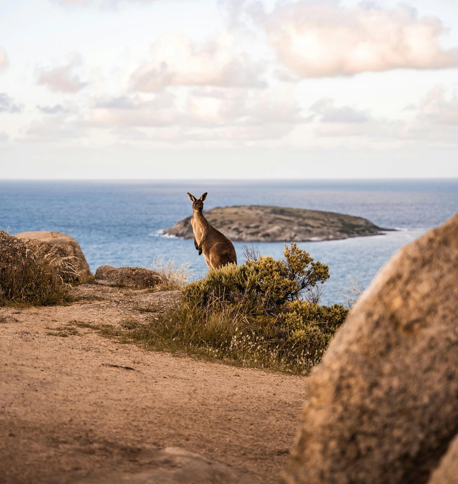 Ein Känguru in der Natur nahe Adelaide, Südaustralien