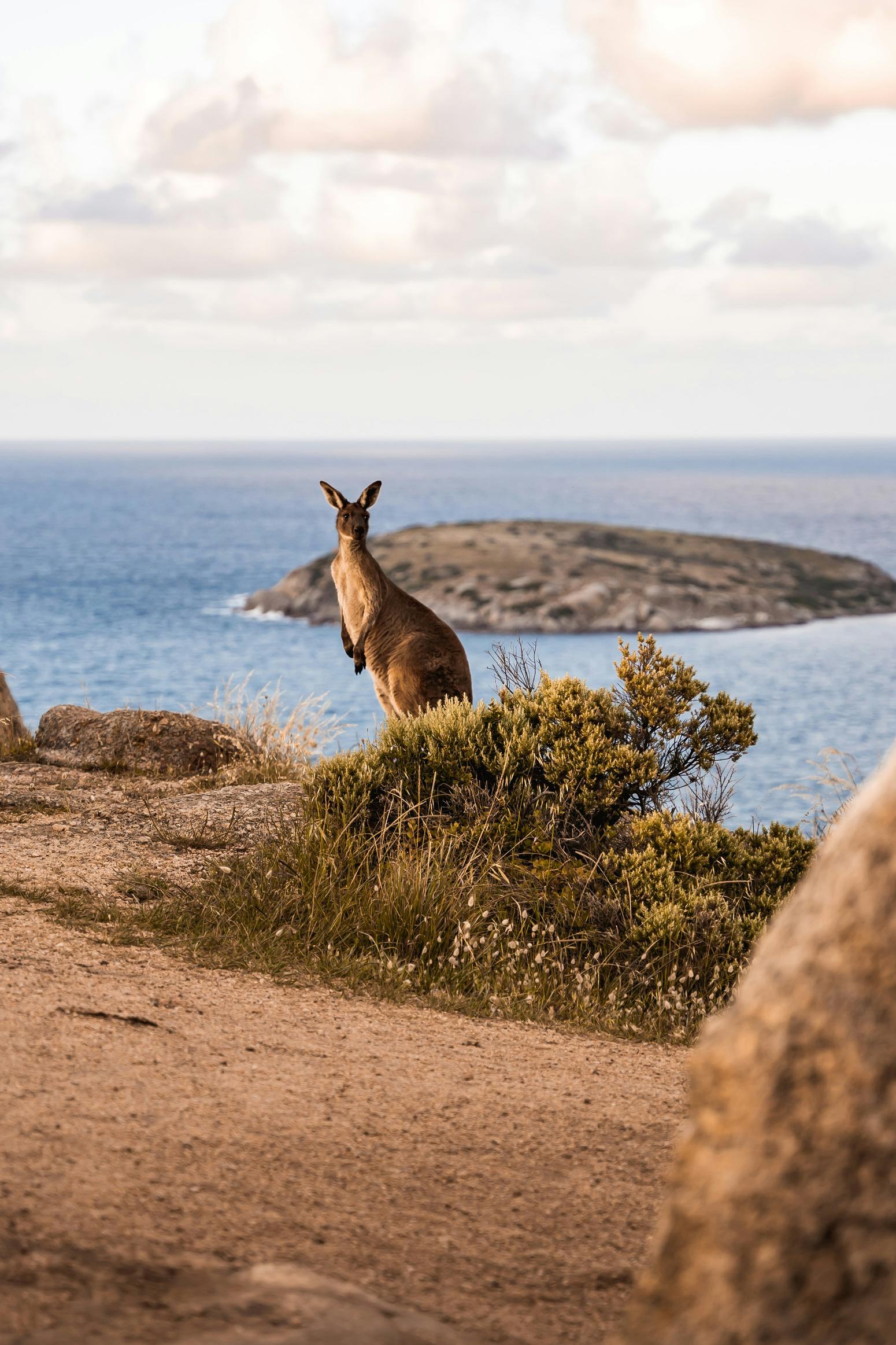 Ein Känguru in der Natur nahe Adelaide, Südaustralien