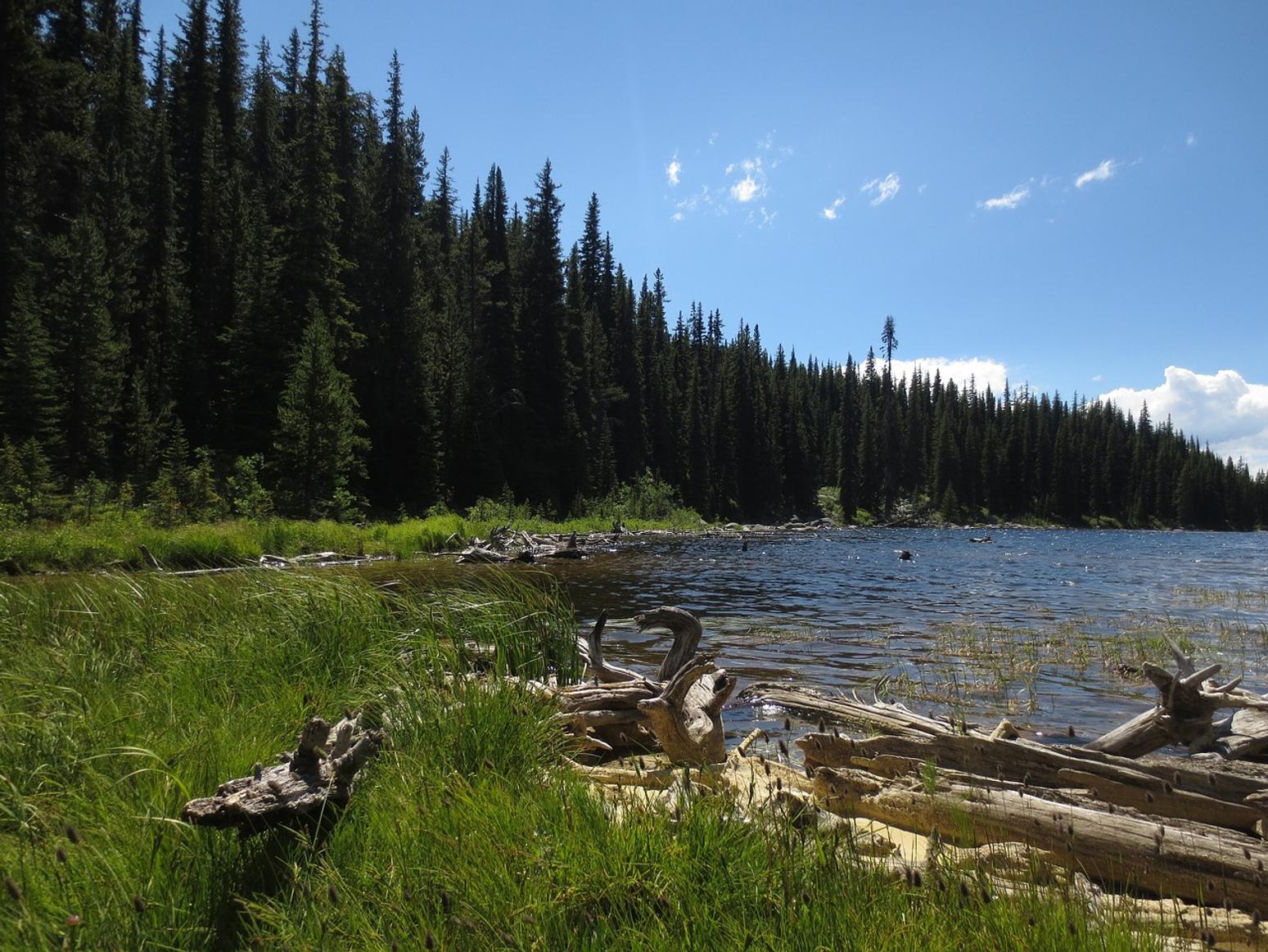 Okanagan Lake mit Seeufer und Wald