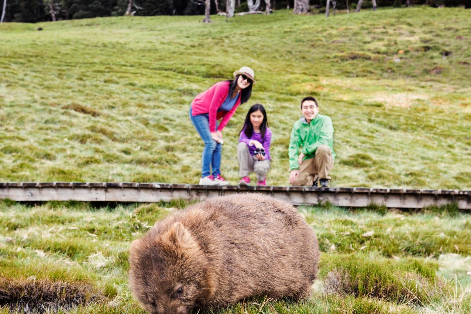 Ein großer, flauschiger Wombat grast auf einer Wiese, während eine Familie von drei Personen in bunter Outdoor-Kleidung ihn von einem nahegelegenen Holzsteg aus beobachtet. Sie befinden sich in einer grünen Wiese, umgeben von der natürlichen Schönheit des Cradle Mountain Nationalparks. Credit: Tourism Tasmania