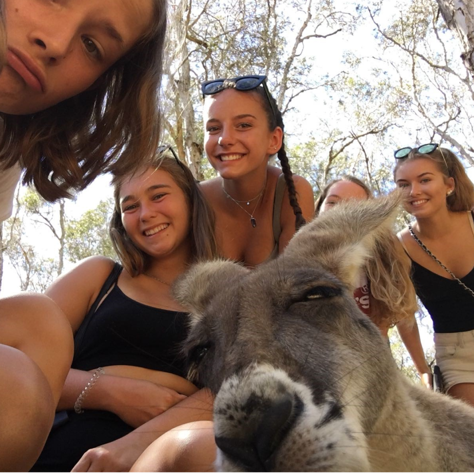 Kängurus Selfie