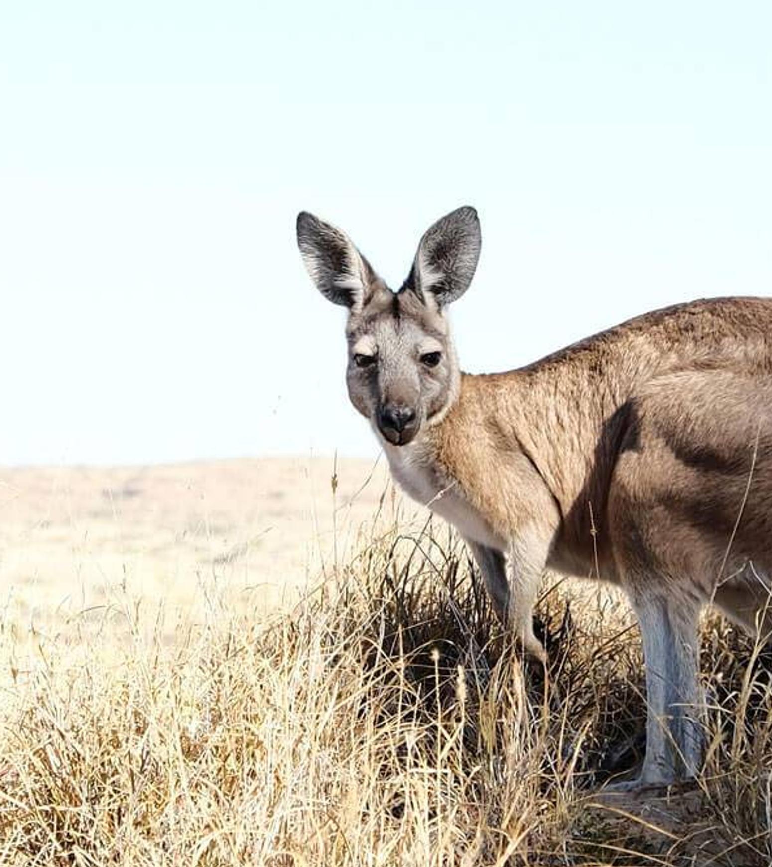Bild von einem Kangaroo in der australischen Wüste