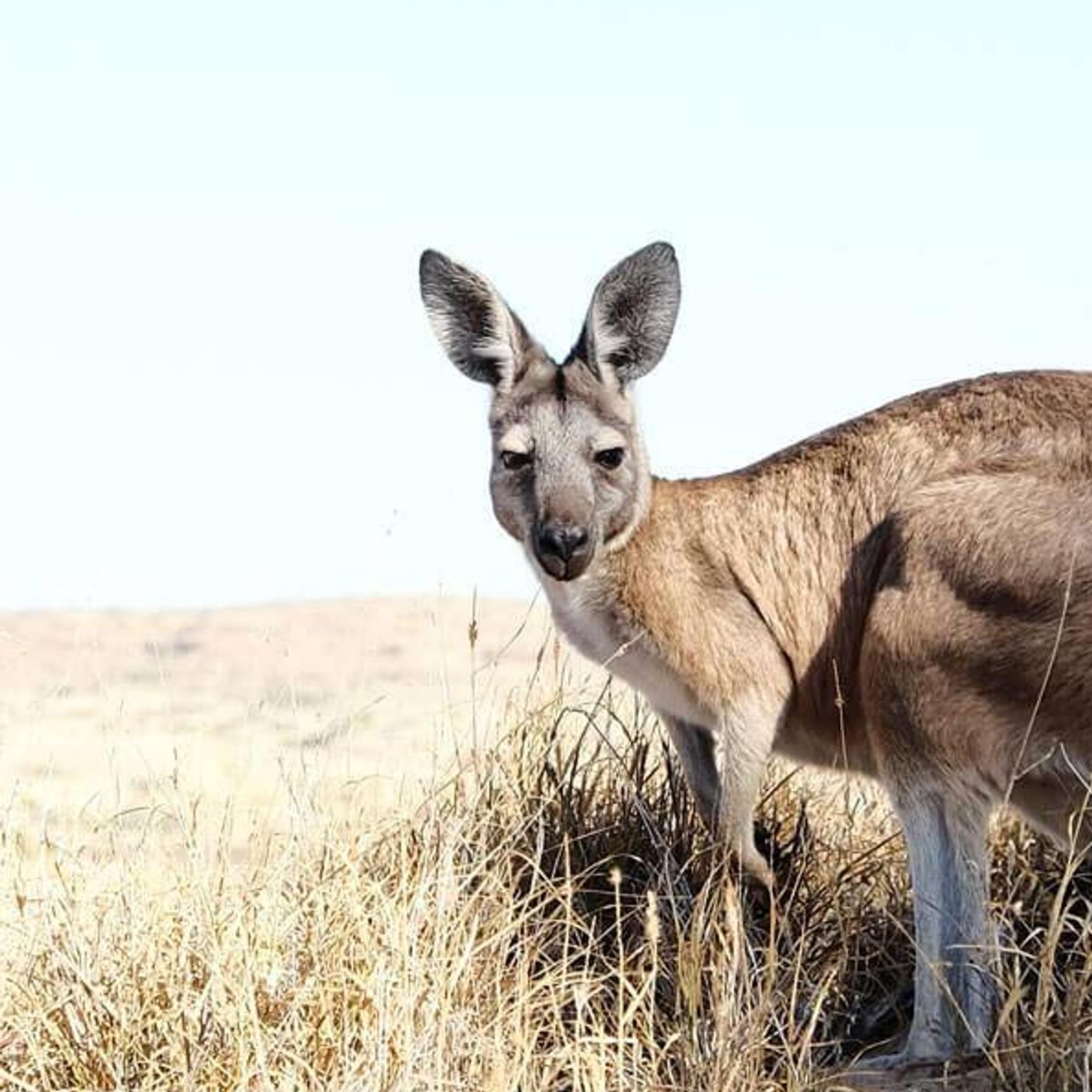 Bild von einem Kangaroo in der australischen Wüste