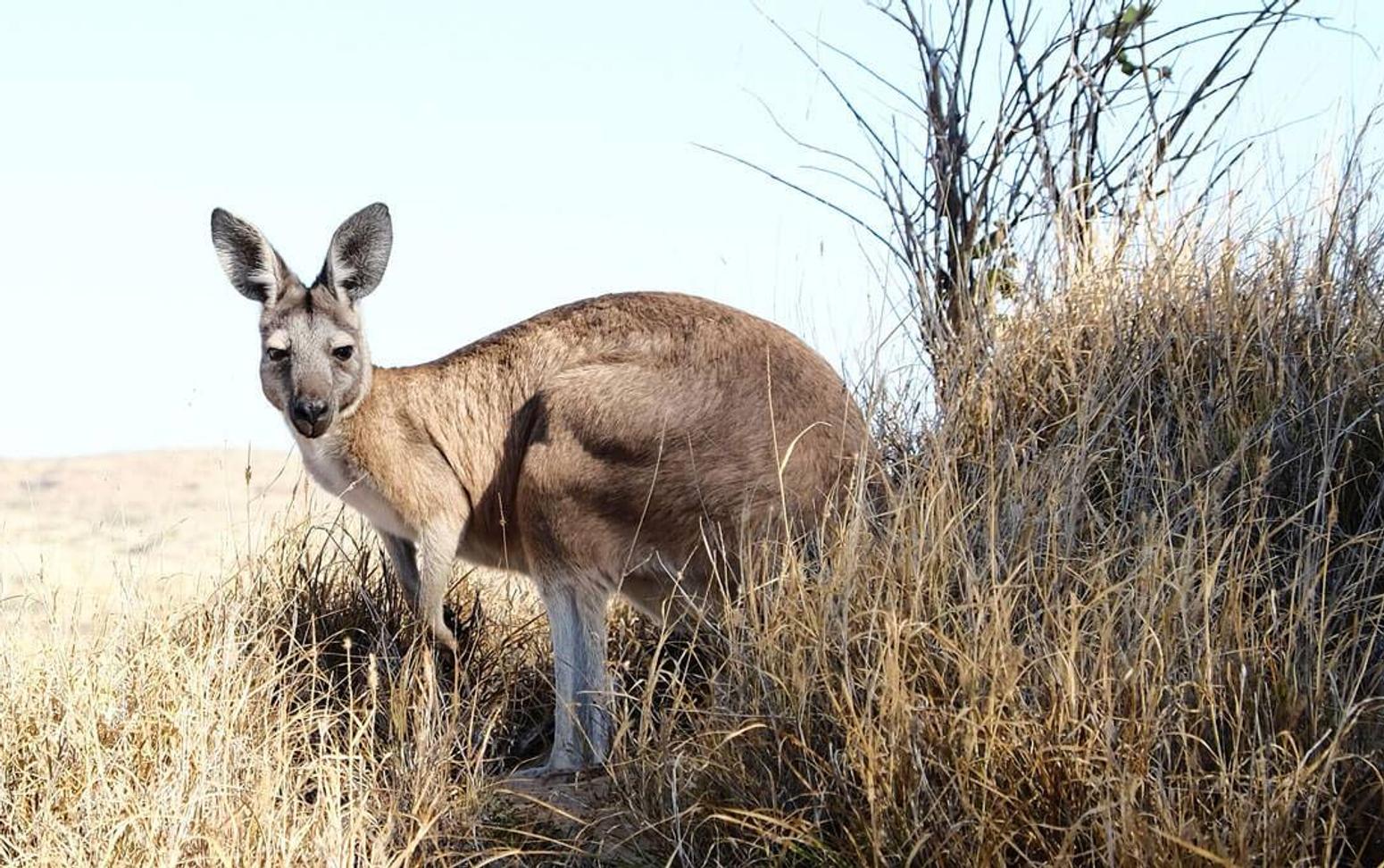 High School Australien Select: Südaustralien
