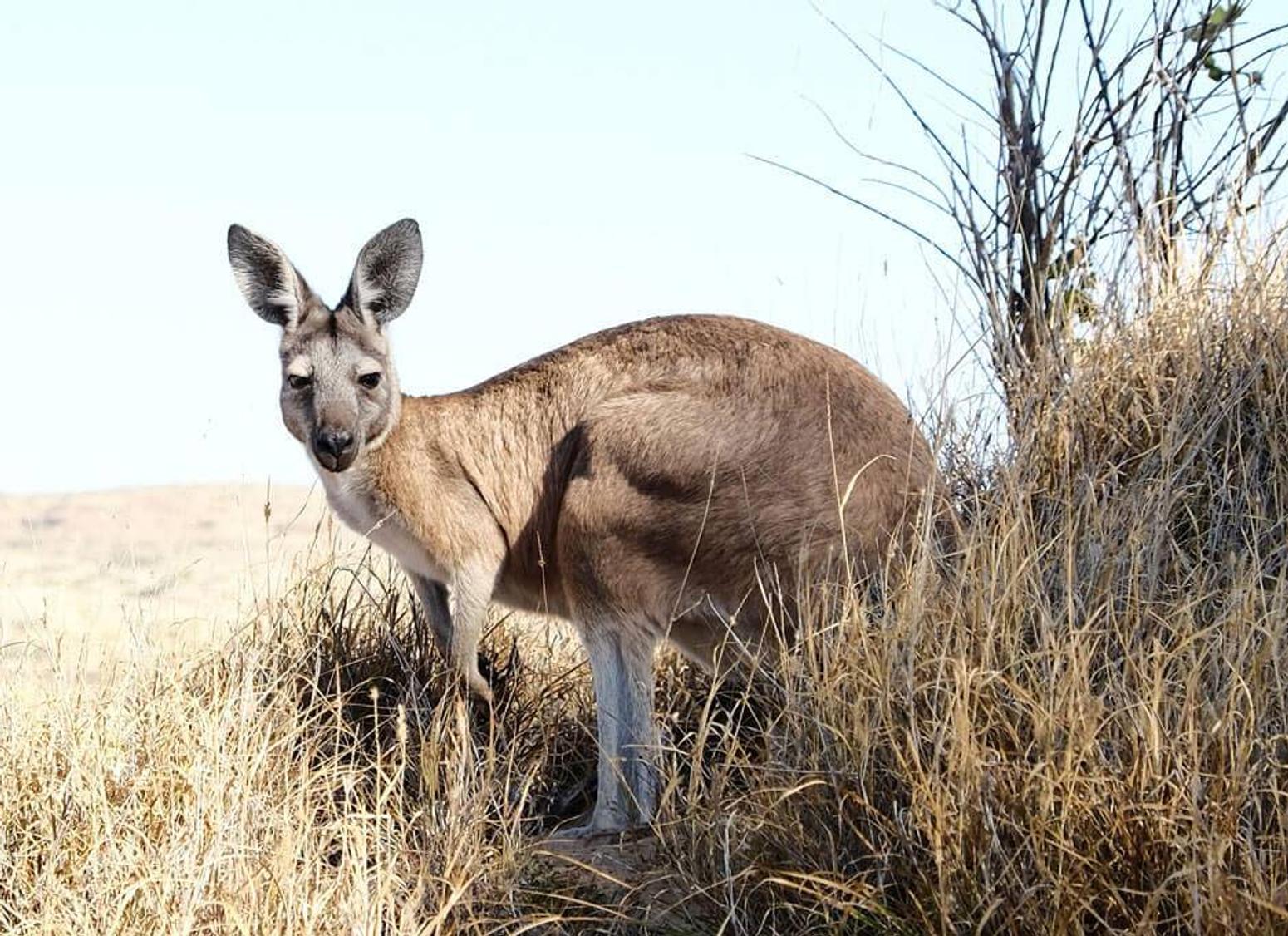 High School Australien Select: Südaustralien