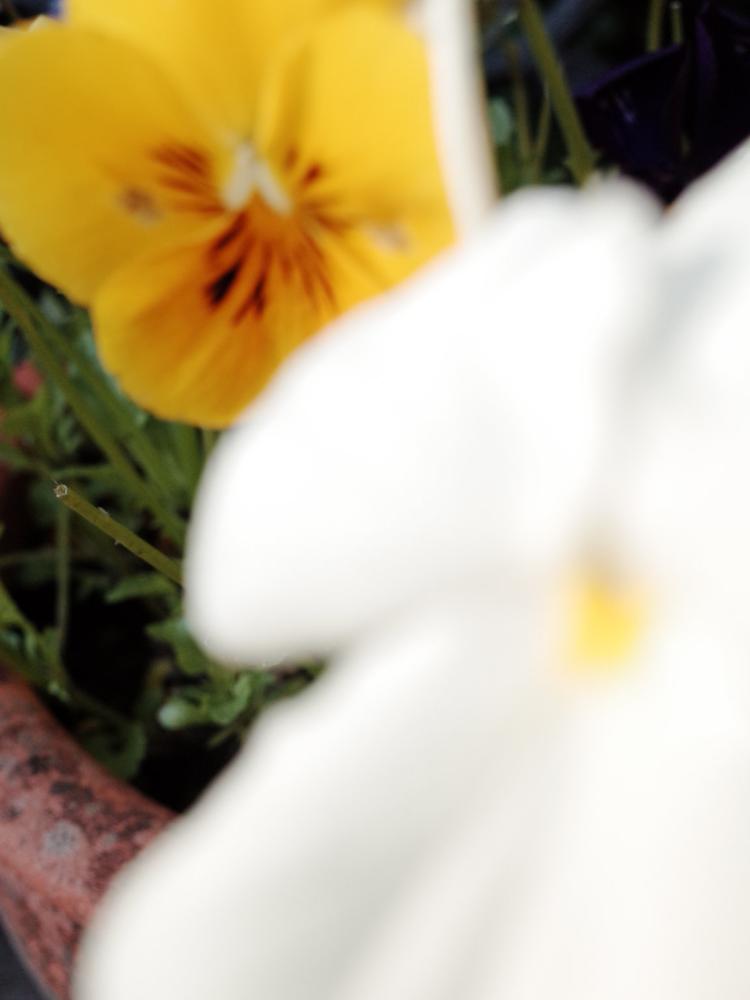 flowers2