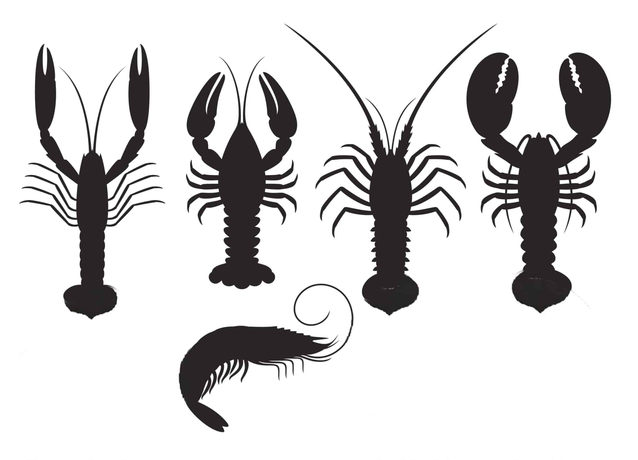 Homard, langouste, écrevisse… Guide essentiel sur les crustacés en 7 étapes, dont l’identification et les localisations, les prix et la nutrition
