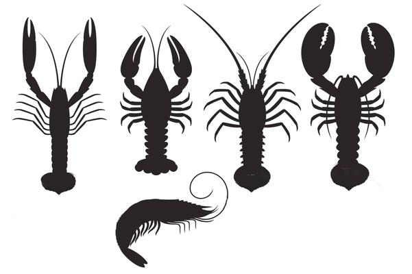 Homard, langouste, écrevisse… Guide essentiel sur les crustacés en 7 étapes, dont l’identification et les localisations, les prix et la nutrition