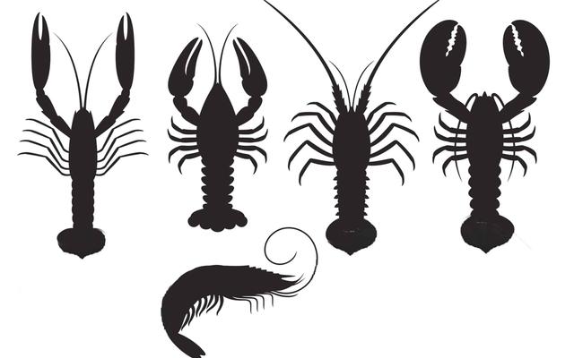 Homard, langouste, écrevisse… Guide essentiel sur les crustacés en 7 étapes, dont l’identification et les localisations, les prix et la nutrition
