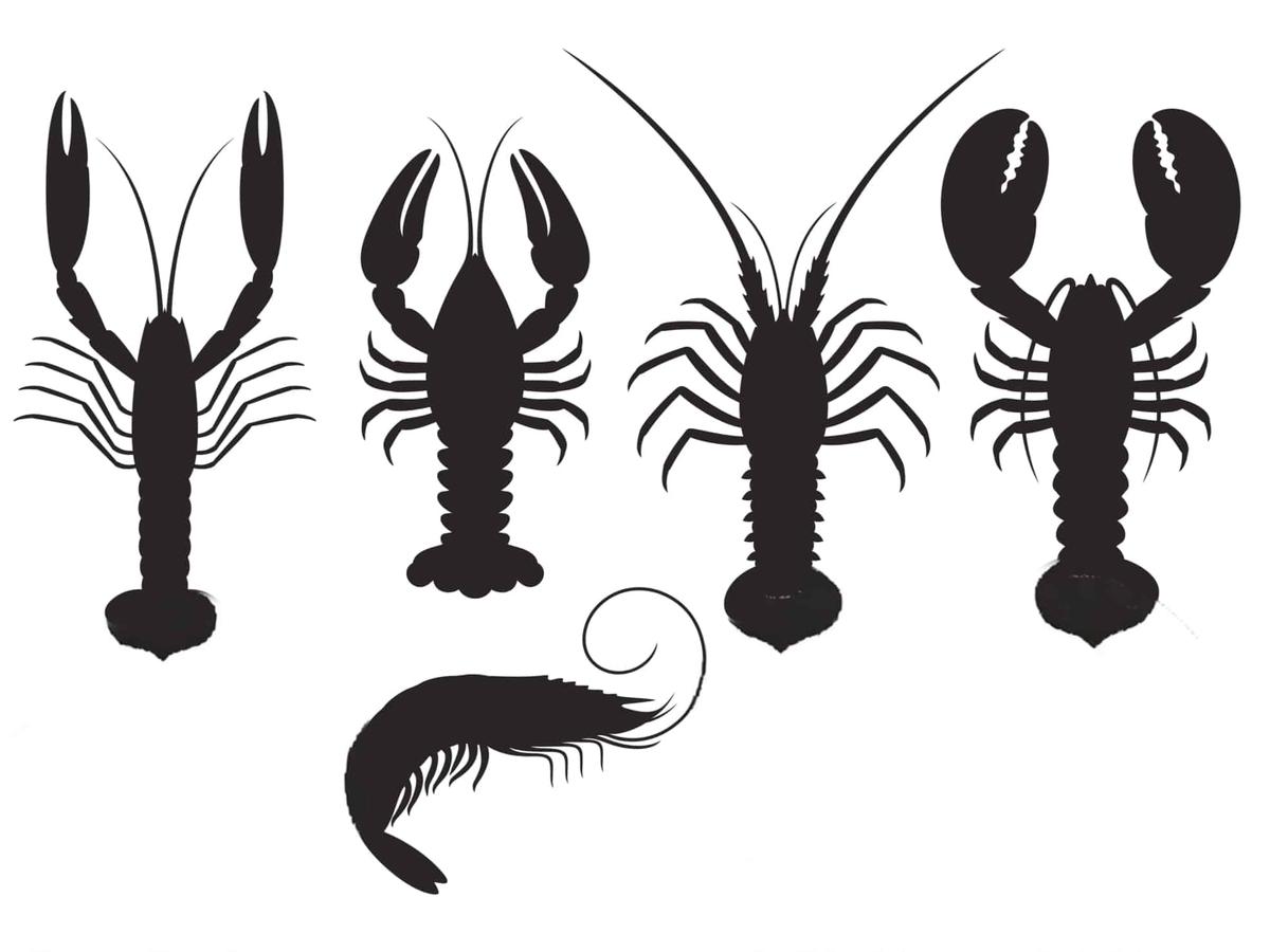 Homard, langouste, écrevisse… Guide essentiel sur les crustacés en 7 étapes, dont l’identification et les localisations, les prix et la nutrition