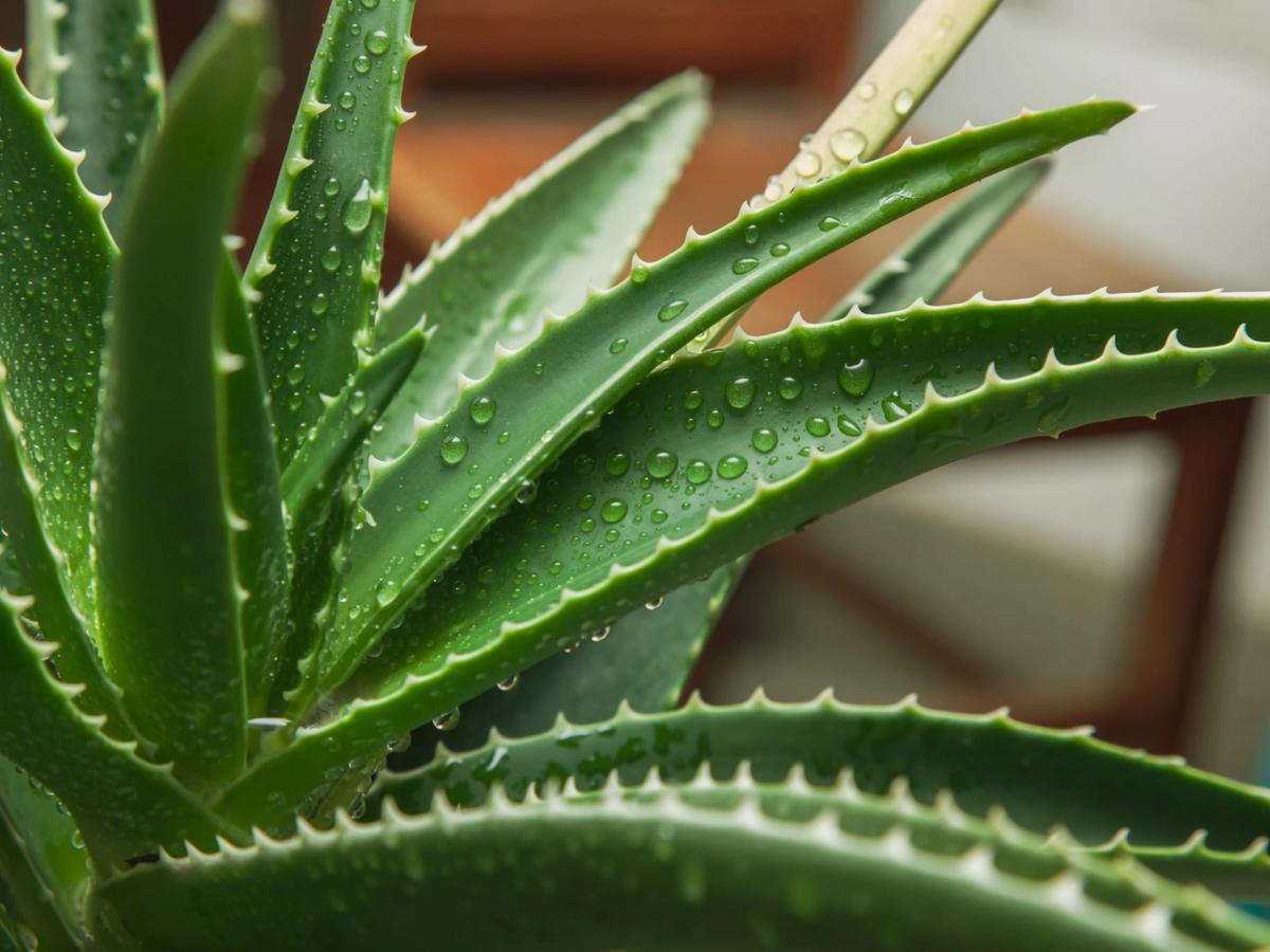 Aloe vera en cuisine : bienfaits et astuces, avec 8 recettes plaisir maison pour profiter de ses vertus