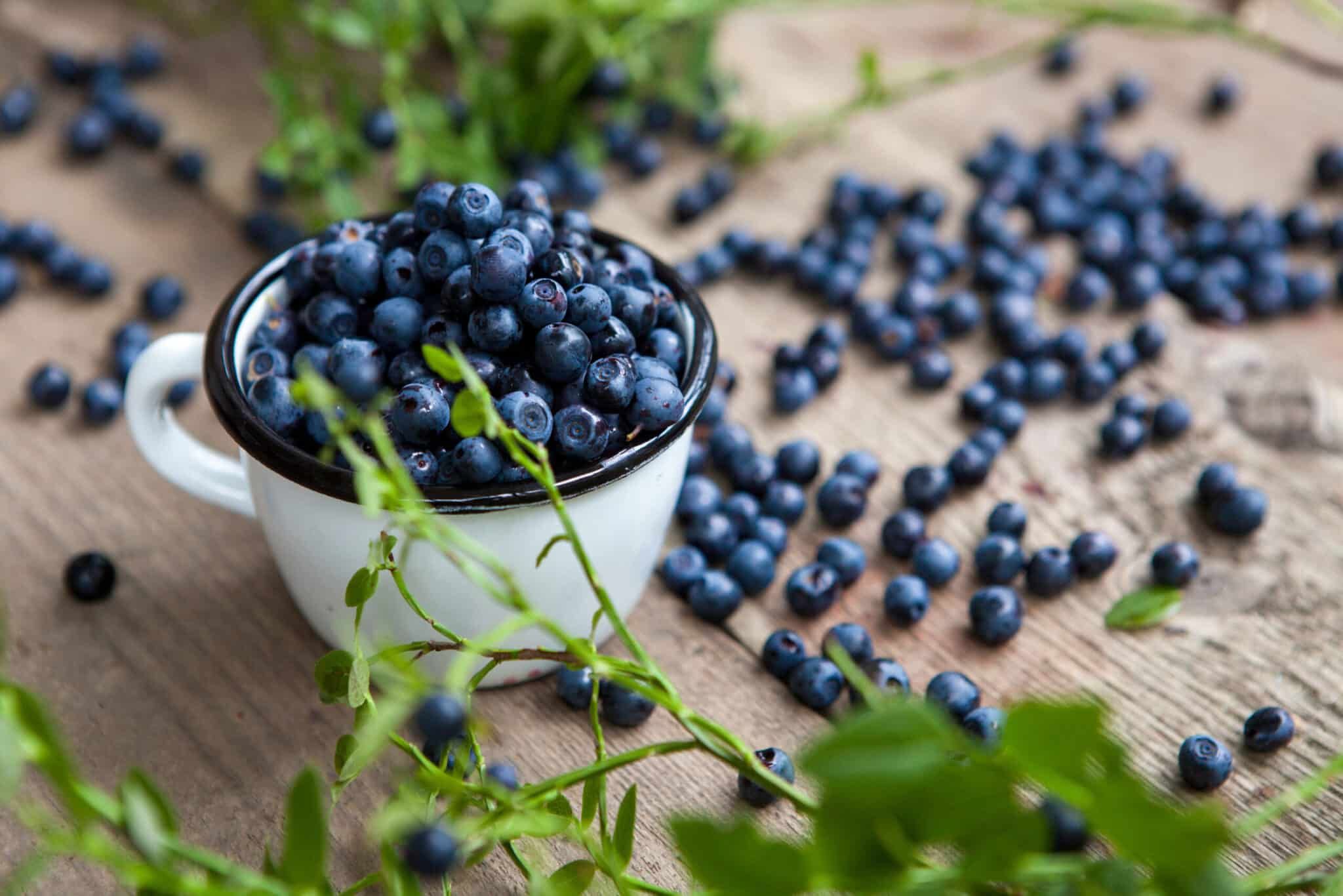 Confiture de myrtilles sauvages