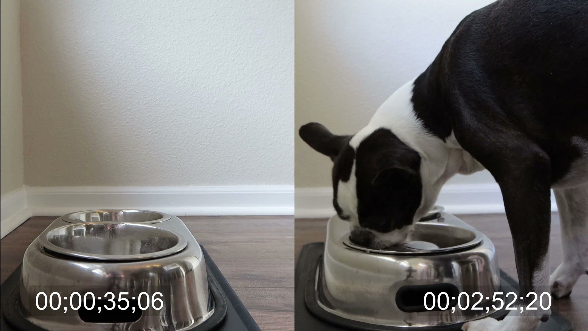 Best Dog Food by Breed: Nutrition for 15 Popular Breeds