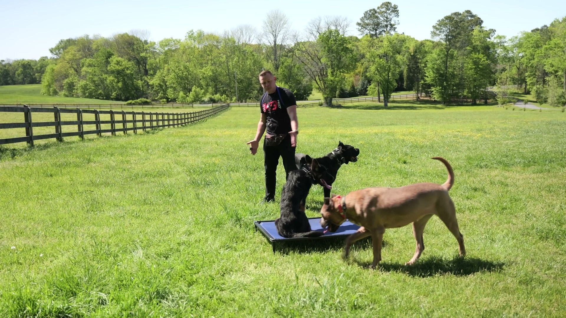 Teaching Your First Cue — detailed clinical overview for dog owners