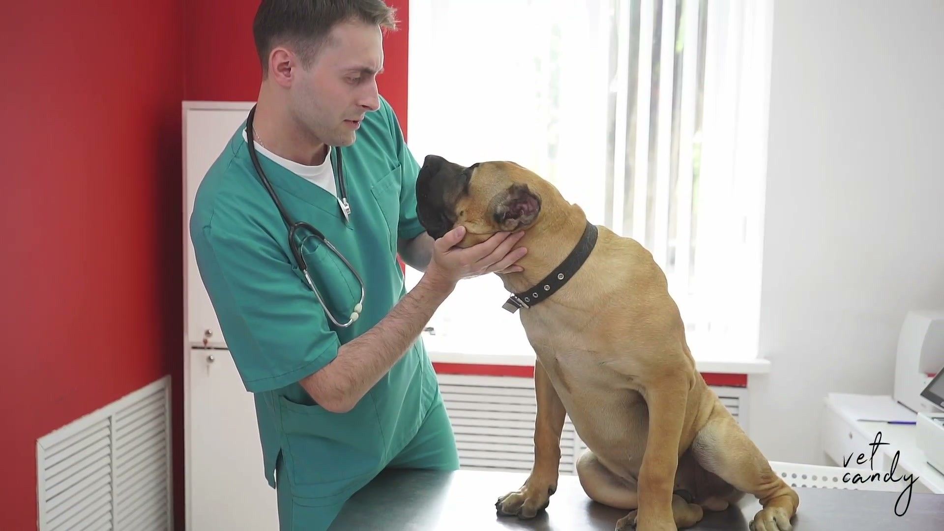 Understanding Separation Anxiety — detailed clinical overview for dog owners
