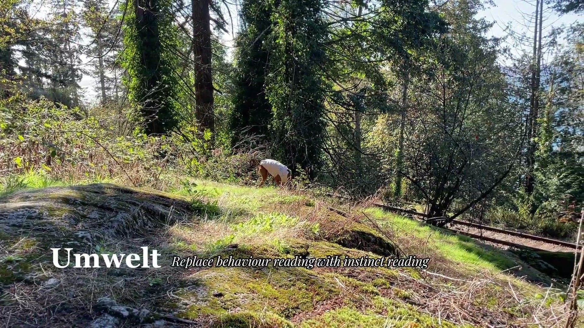 Key Takeaways (Article-Level) — detailed clinical overview for dog owners