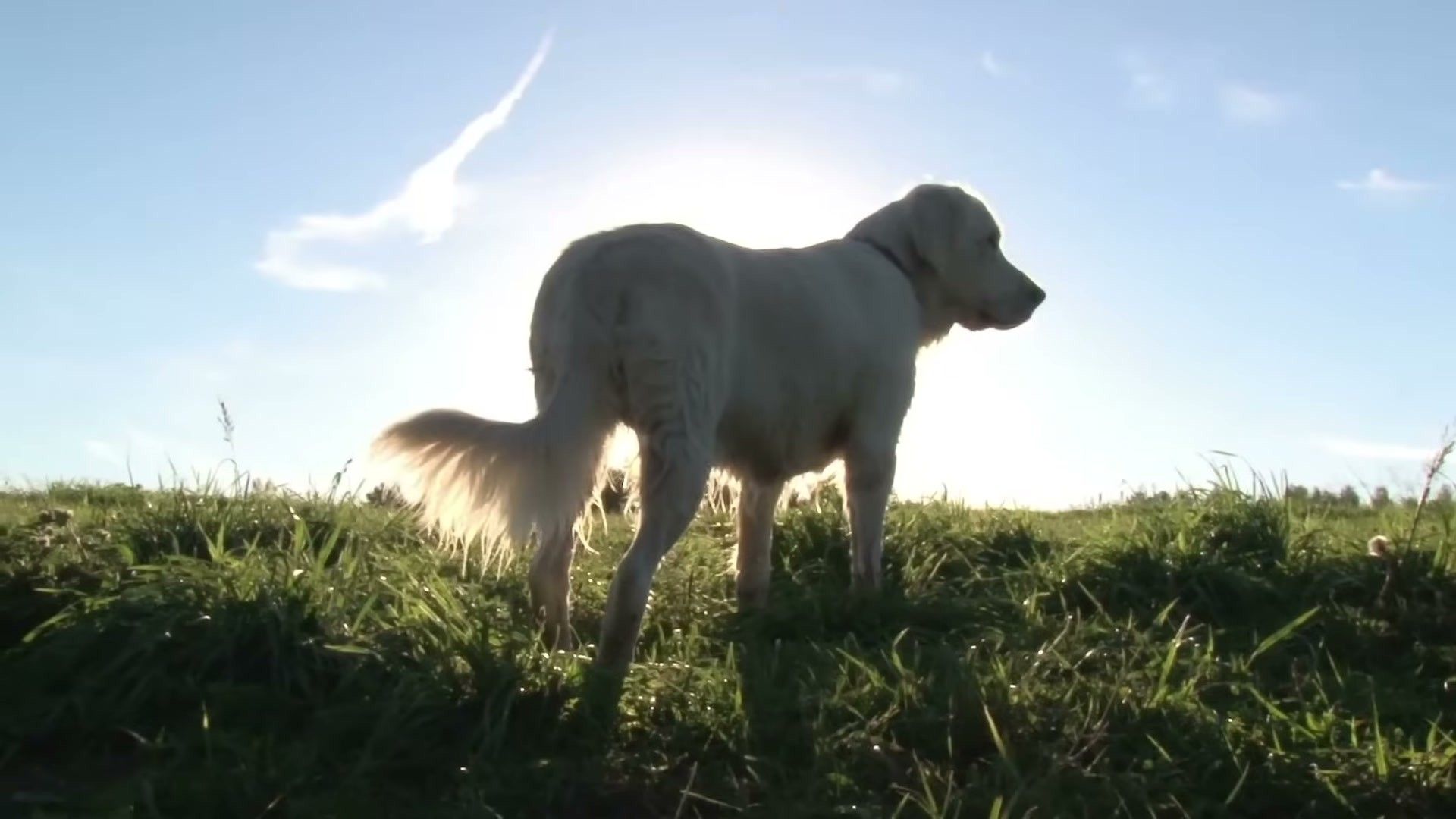 Dog receiving treat reward during positive reinforcement training session